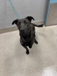 Shelter Stray Female Dog last seen CHERROKEE AND CHICOPEE, Las Vegas, NV 89101