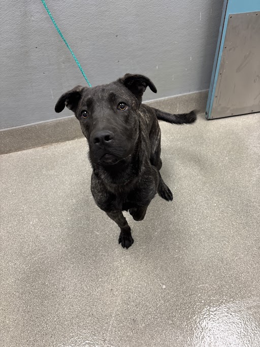 Shelter Stray Female Dog last seen CHERROKEE AND CHICOPEE, Las Vegas, NV 89101