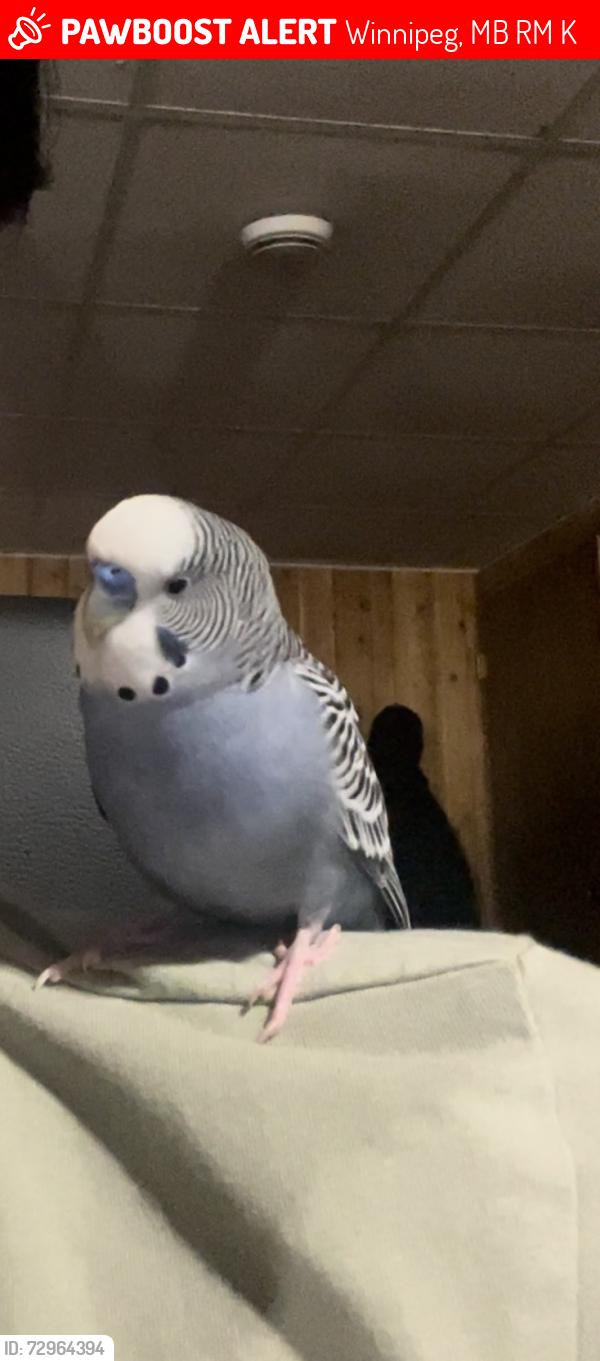 Lost Male Bird last seen Escaped in Portland neighborhood , Winnipeg, MB R2M 1K2