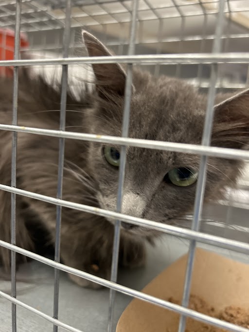 Shelter Stray Female Cat last seen Near BLOCK MERCURY ST, NORTH LAS VEGAS NV 89030, Las Vegas, NV 89101
