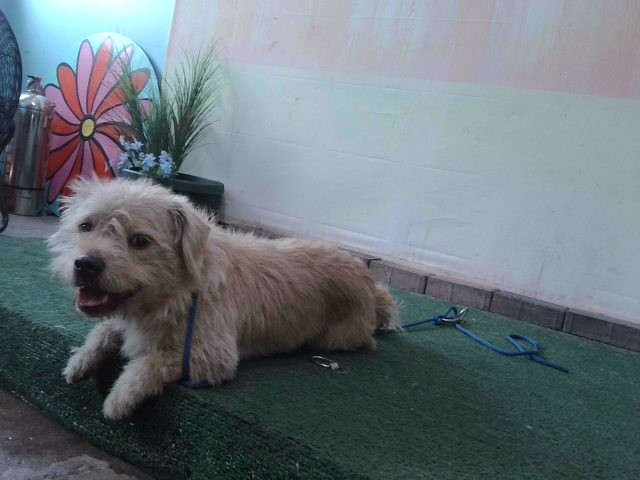 Shelter Stray Male Dog last seen , Irwindale, CA 91706