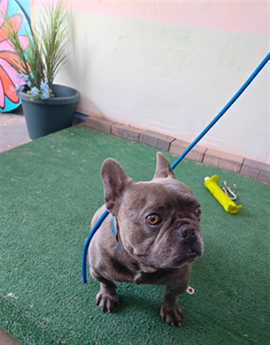 Shelter Stray Male Dog last seen , Irwindale, CA 91706