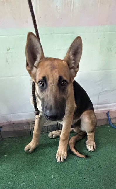 Shelter Stray Male Dog last seen , Irwindale, CA 91706