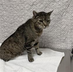 Shelter Stray Male Cat last seen , Lake Los Angeles, CA 93550