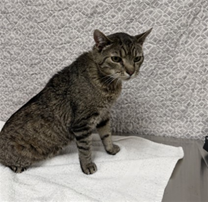 Shelter Stray Male Cat last seen , Lake Los Angeles, CA 93550