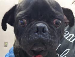 Shelter Stray Male Dog last seen , Tucson, AZ 85745