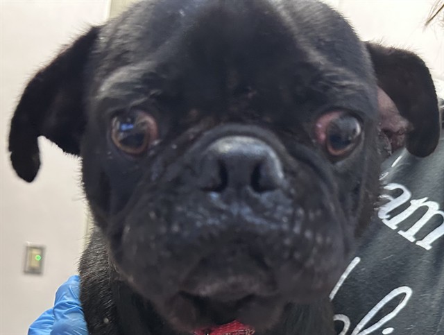 Shelter Stray Male Dog last seen , Tucson, AZ 85745