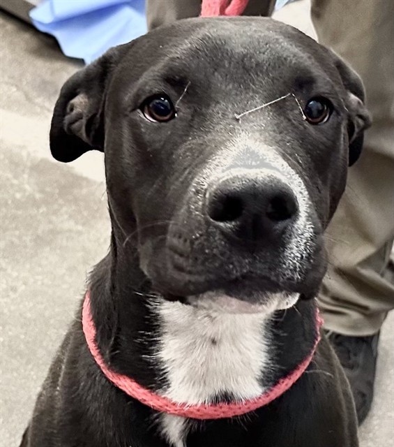 Shelter Stray Male Dog last seen , Tucson, AZ 85745