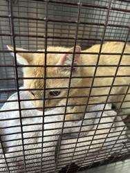 Shelter Stray Unknown Cat last seen , Tucson, AZ 85745