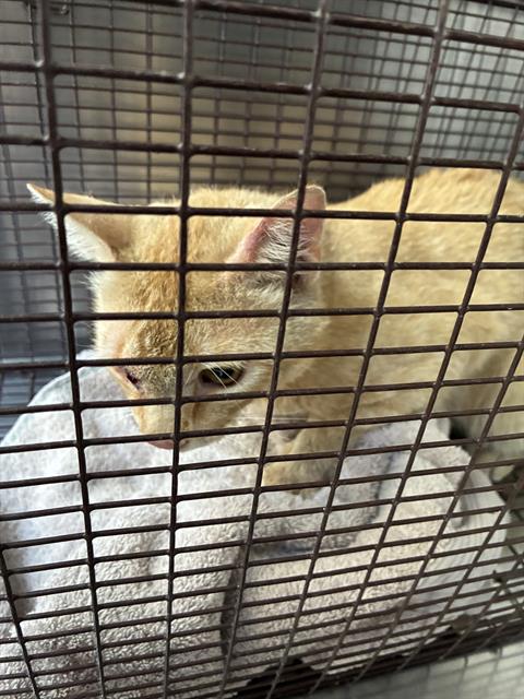 Shelter Stray Unknown Cat last seen , Tucson, AZ 85745