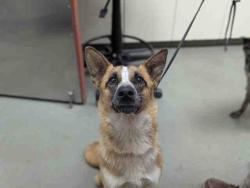 Shelter Stray Female Dog last seen ARCO DR X CRESCENDO DR, Carlsbad, CA 92011
