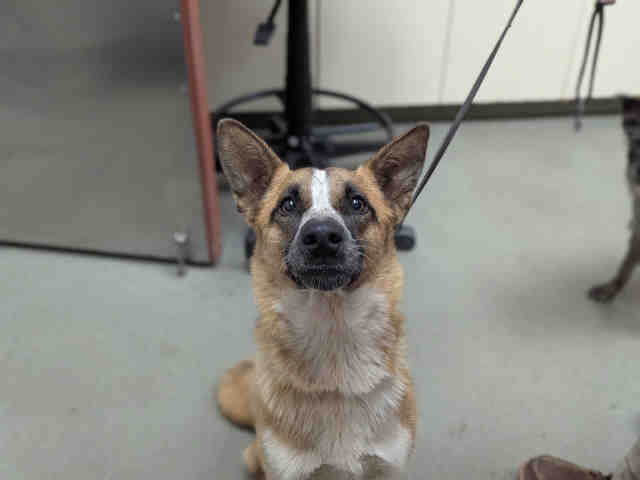 Shelter Stray Female Dog last seen ARCO DR X CRESCENDO DR, Carlsbad, CA 92011