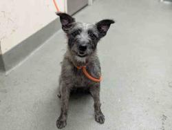 Shelter Stray Female Dog last seen ARCO DR. & CRESENDO DR., Carlsbad, CA 92011