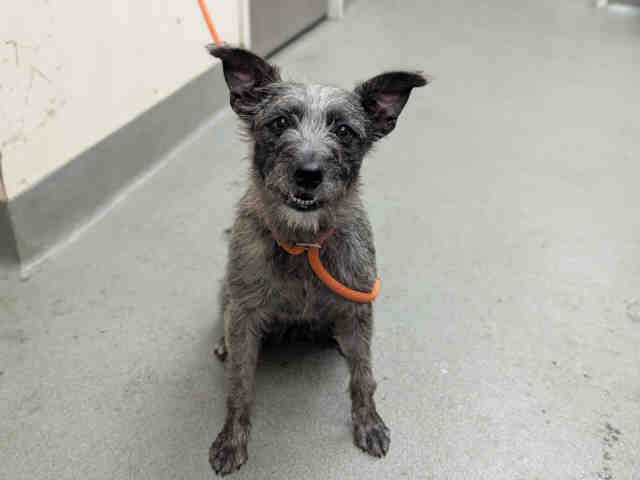 Shelter Stray Female Dog last seen ARCO DR. & CRESENDO DR., Carlsbad, CA 92011