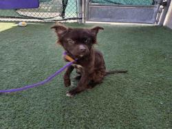 Shelter Stray Female Dog last seen GOPHER CANYON & VISTA WAY, Carlsbad, CA 92011