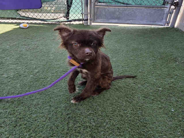 Shelter Stray Female Dog last seen GOPHER CANYON & VISTA WAY, Carlsbad, CA 92011