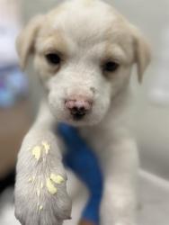 Shelter Stray Female Dog last seen PALM AVE AND VALLEY AVE, Chula Vista, CA 91911