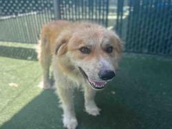 Shelter Stray Male Dog last seen , Bonita, CA 91902