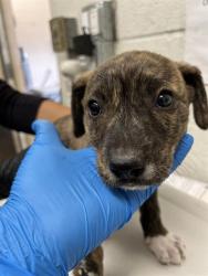 Shelter Stray Male Dog last seen PALM AVE AND VALLEY AVE, Chula Vista, CA 91911