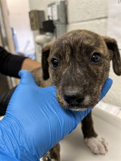 Shelter Stray Male Dog last seen PALM AVE AND VALLEY AVE, Chula Vista, CA 91911