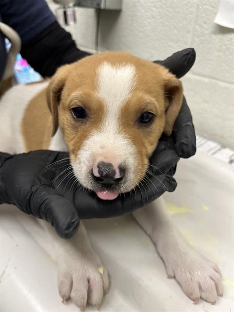 Shelter Stray Male Dog last seen PALM AVE AND VALLEY AVE, Chula Vista, CA 91911