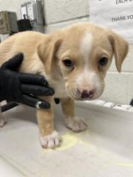 Shelter Stray Male Dog last seen PALM AVE AND VALLEY AVE, Chula Vista, CA 91911