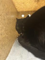 Shelter Stray Male Cat last seen Near BLOCK 188TH AVE SE, KENT WA 98042, Kent, WA 98032
