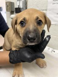 Shelter Stray Female Dog last seen PALM AVE AND VALLEY AVE, Chula Vista, CA 91911