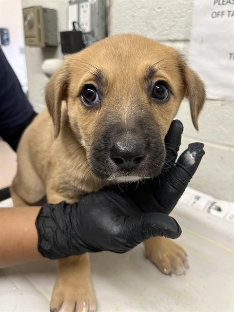 Shelter Stray Female Dog last seen PALM AVE AND VALLEY AVE, Chula Vista, CA 91911