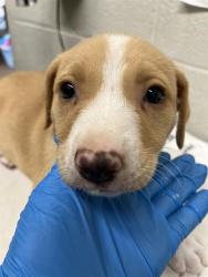 Shelter Stray Female Dog last seen PALM AVE AND VALLEY AVE, Chula Vista, CA 91911