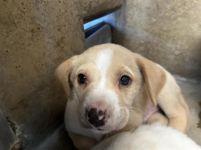 Shelter Stray Male Dog last seen PALM AVE AND VALLEY AVE, Chula Vista, CA 91911