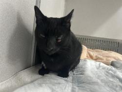 Shelter Stray Female Cat last seen Near BLK E PCH HWY, LB 90804, Long Beach, CA 90815