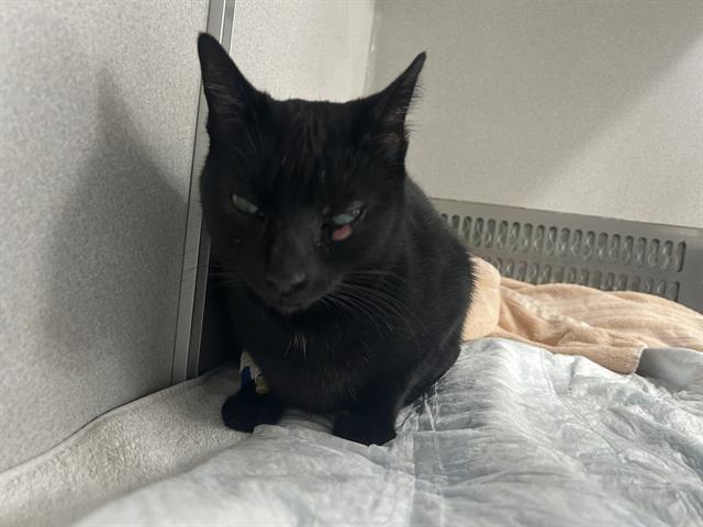 Shelter Stray Female Cat last seen Near BLK E PCH HWY, LB 90804, Long Beach, CA 90815