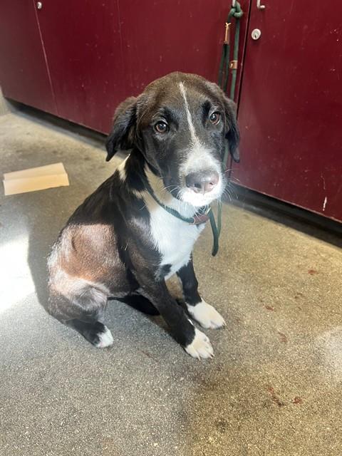 Shelter Stray Male Dog last seen , Downey, CA 90242