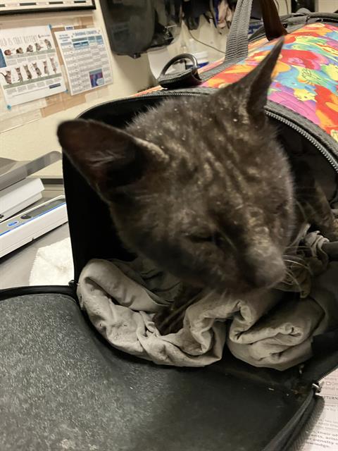Shelter Stray Male Cat last seen Near BLK PASADENA AVE, LONG BEACH, CA 90806, Long Beach, CA 90815