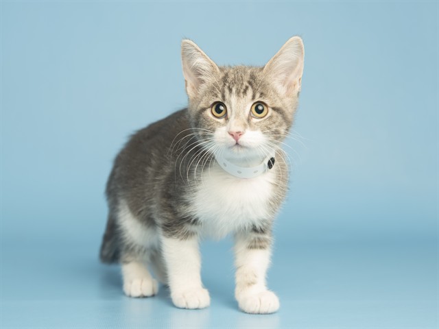 Shelter Stray Female Cat last seen S 27TH AVE & W BUCKEYE RD, Phoenix, AZ 85008