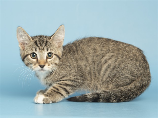 Shelter Stray Male Cat last seen S 27TH AVE & W BUCKEYE RD, Phoenix, AZ 85008