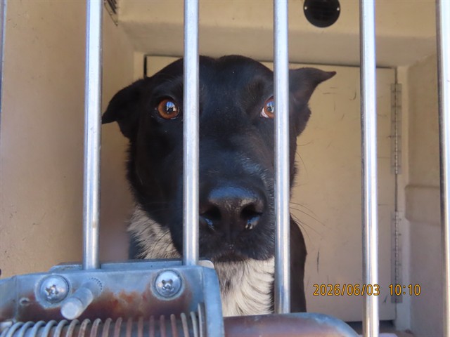 Shelter Stray Male Dog last seen 67TH AVE & BASELINE, Phoenix, AZ 85008