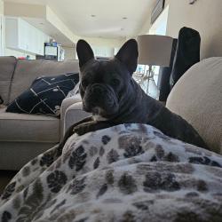 Reunited Male Dog last seen Courtland Court, Fairfield, CA 94534