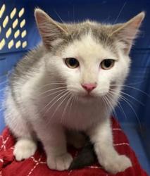 Shelter Stray Male Cat last seen KOKOMO DR & NEW MARKET DR, Sacramento, CA 95818