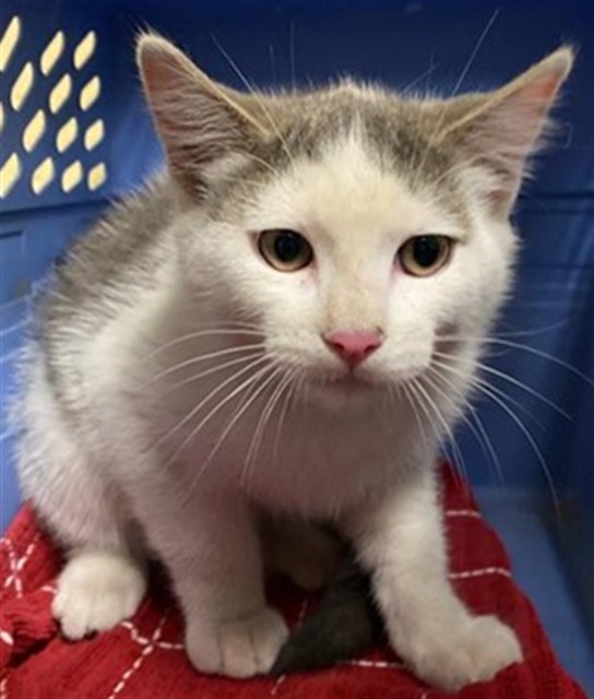 Shelter Stray Male Cat last seen KOKOMO DR & NEW MARKET DR, Sacramento, CA 95818
