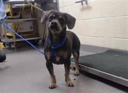 Shelter Stray Male Dog last seen Near BLOCK N FILLMORE ST, DENVER CO 80216, Denver, CO 80223
