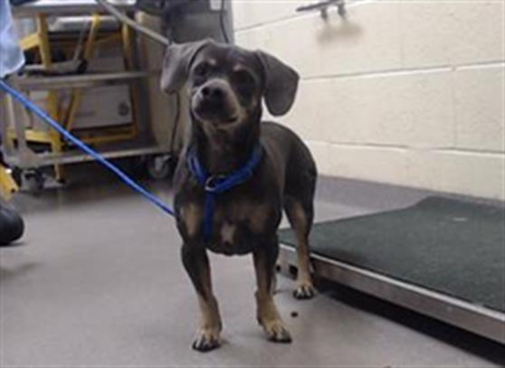 Shelter Stray Male Dog last seen Near BLOCK N FILLMORE ST, DENVER CO 80216, Denver, CO 80223