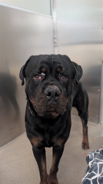 Shelter Stray Male Dog last seen Near BLOCK COUNTY RD 13 ELIZABETH CO 80107, Denver, CO 80223