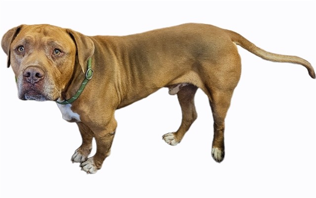 Shelter Stray Male Dog last seen , Castaic, CA 91384