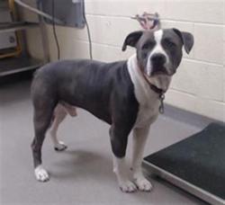 Shelter Stray Male Dog last seen Near BLOCK CHERRY CREEK SOUTH DRIVE DENVER CO 80224, Denver, CO 80223