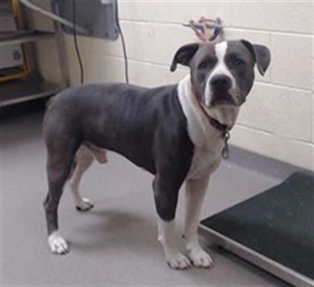 Shelter Stray Male Dog last seen Near BLOCK CHERRY CREEK SOUTH DRIVE DENVER CO 80224, Denver, CO 80223