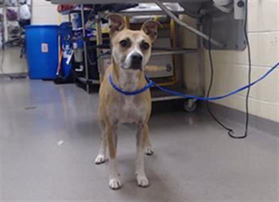 Shelter Stray Male Dog last seen Near BLOCK W 1ST AVE, DENVER CO 80219, Denver, CO 80223
