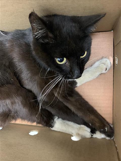 Shelter Stray Male Cat last seen Near BLOCK N WARREN AVE, FRESNO CA 93728 2810, Fresno, CA 93727