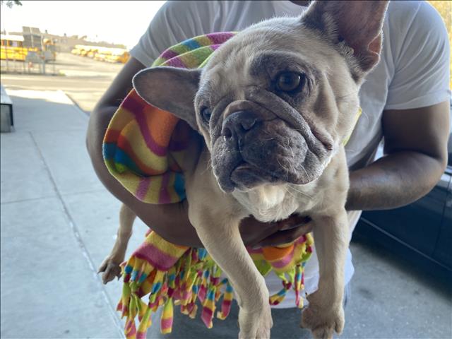 Shelter Stray Unknown Dog last seen , Los Angeles, CA 90047